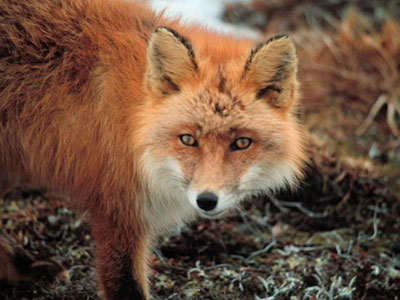 Red Fox: $500